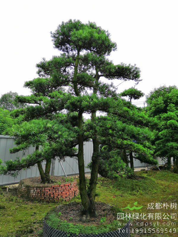 罗汉松的优点和缺点分别有哪些？